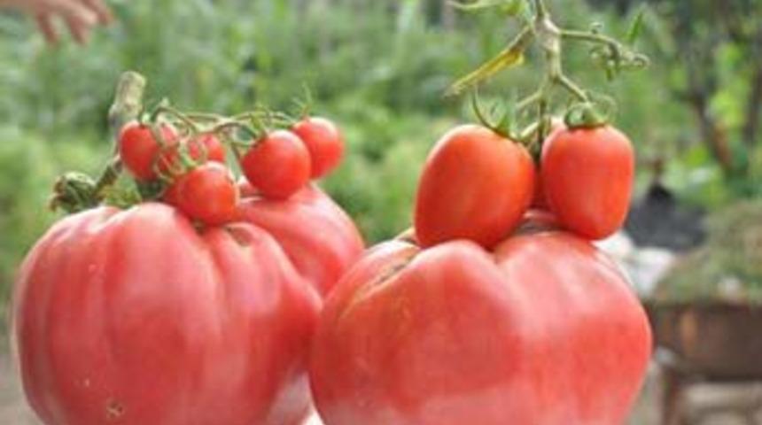 1 kilo ağırlığında domates