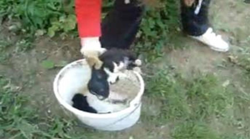 Nehre fırlatılan yavru k&ouml;pekler kurtulmuş