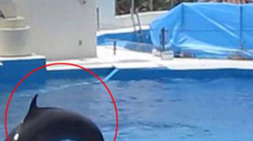 &Ccedil;aresiz yunusun intihar anı