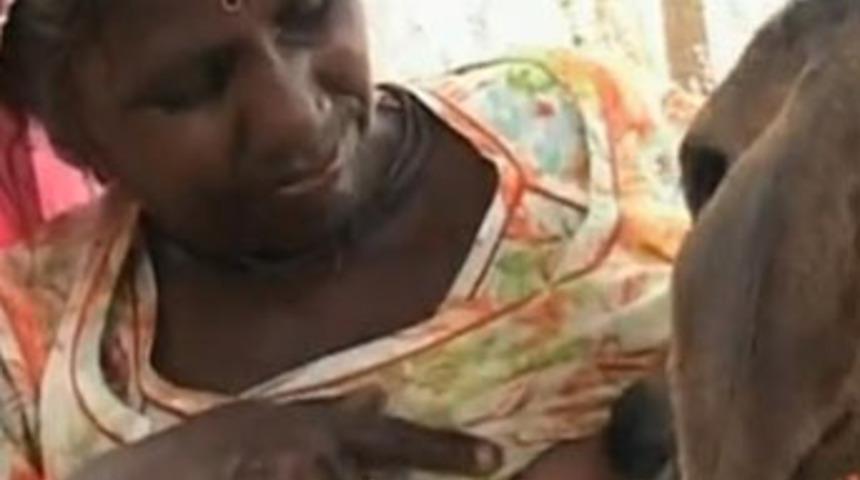 K&ouml;yl&uuml; kadın buzağıyı emziriyor