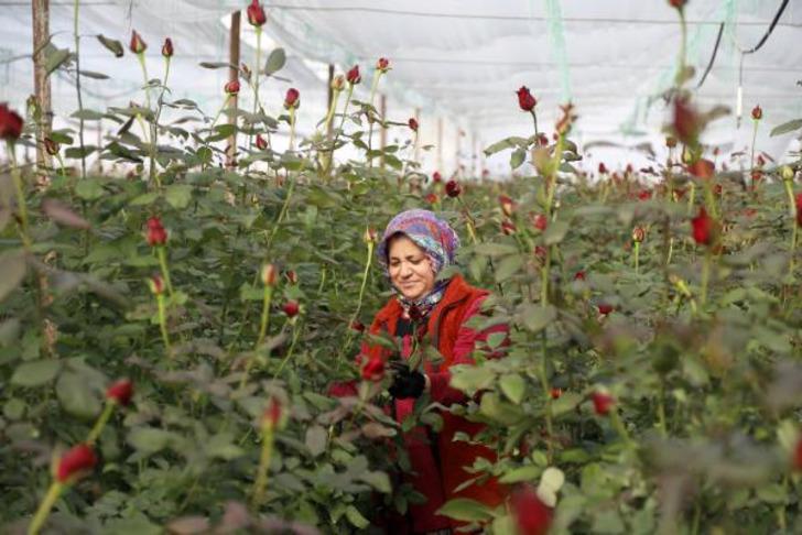 Sevgililer Günü öncesi zam mesaisi: Serada 20 lira olan kırmızı gül çiçekçide 5 katına satılıyor G1