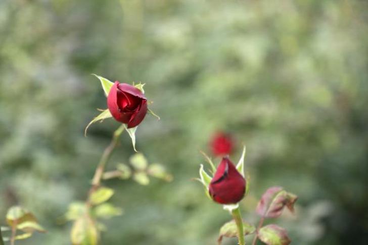 Sevgililer Günü öncesi zam mesaisi: Serada 20 lira olan kırmızı gül çiçekçide 5 katına satılıyor G2