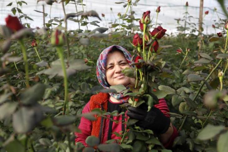 Sevgililer Günü öncesi zam mesaisi: Serada 20 lira olan kırmızı gül çiçekçide 5 katına satılıyor G3