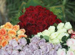 Sevgililer Günü öncesi zam mesaisi: Serada 20 lira olan kırmızı gül çiçekçide 5 katına satılıyor