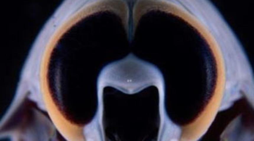 Bilimi şaşırtan canlı