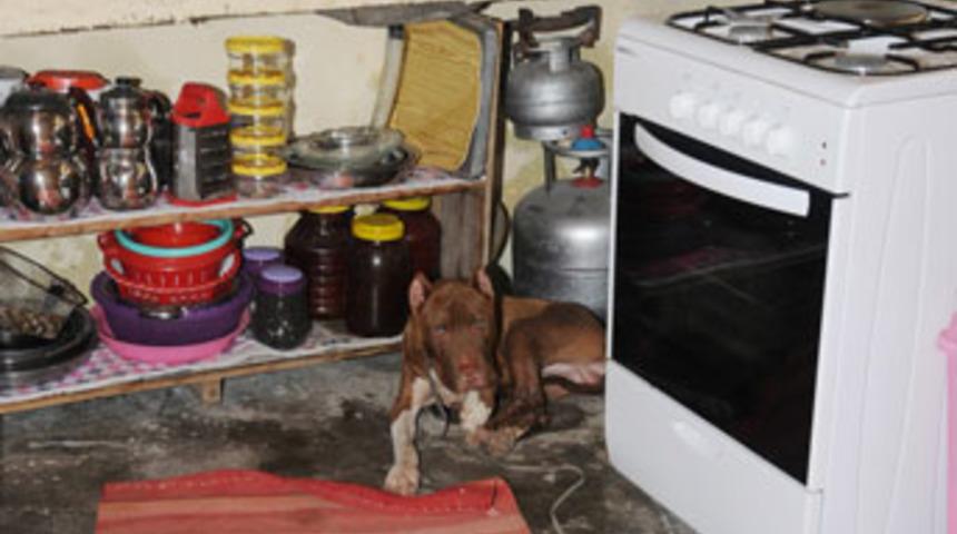 Eyvah mutfakta pitbull var