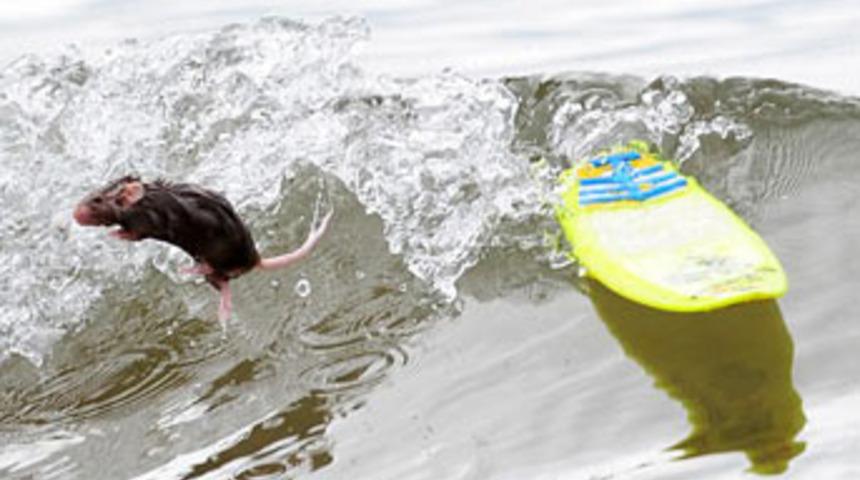 S&ouml;rf yapan fareler