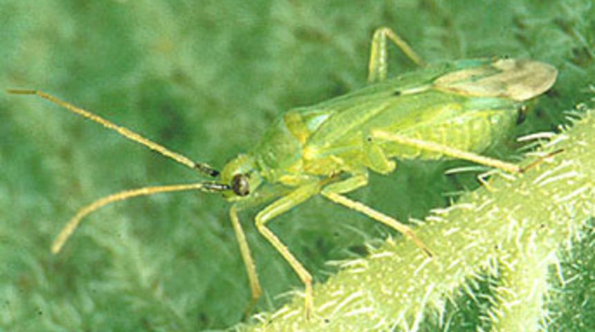 Bu b&ouml;cek servet kazandıracak