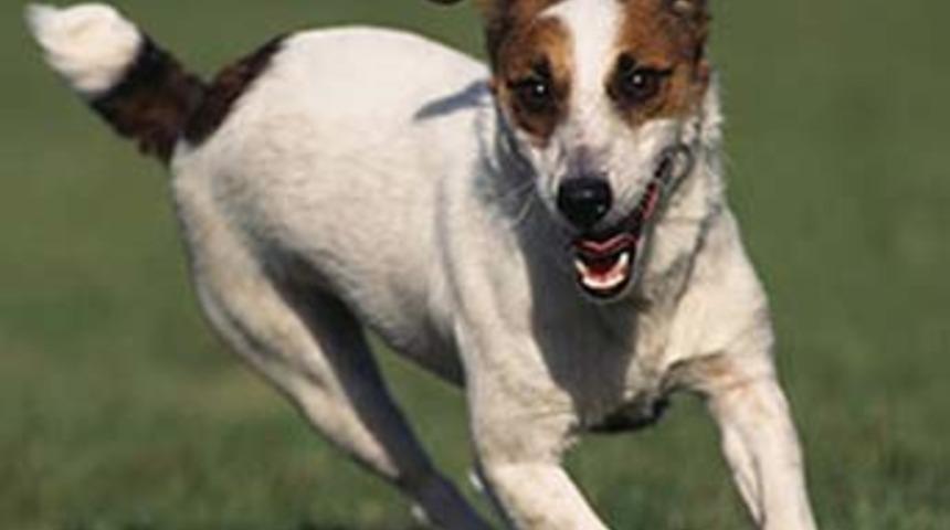 Parmağını kopartan k&ouml;peğine hayatını bor&ccedil;lu