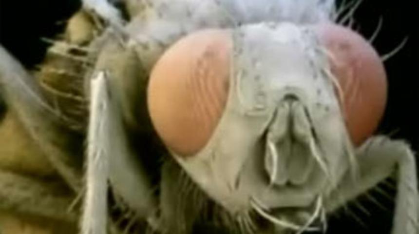 Evlerimizi istila eden b&ouml;cekler