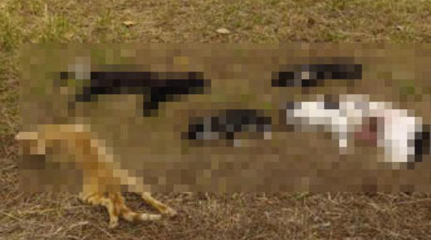 Atak&ouml;y'de t&uuml;yler &uuml;rperten kedi katliamı