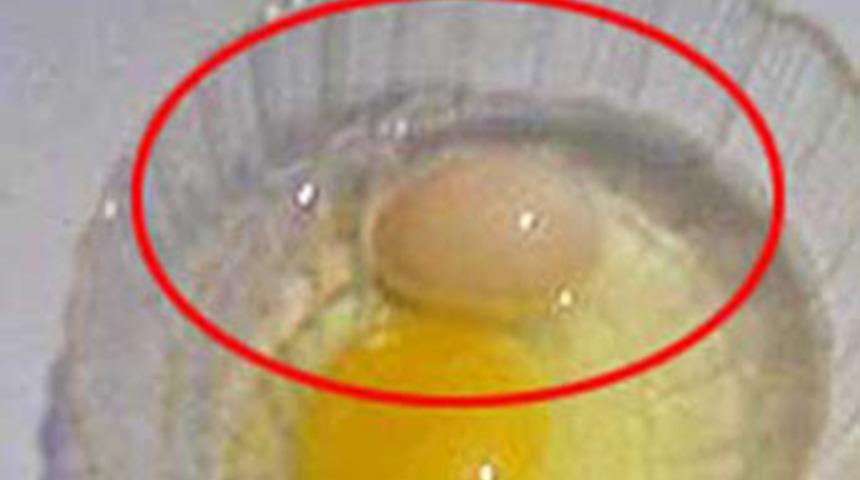 Yumurta yumurtladı!