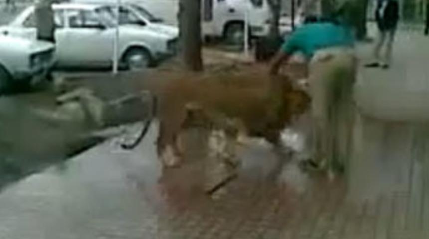 Sokak ortasında aslan yıkadı!