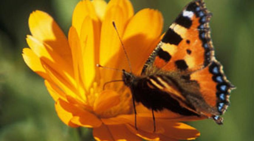 Kelebek istilasının nedeni ne?