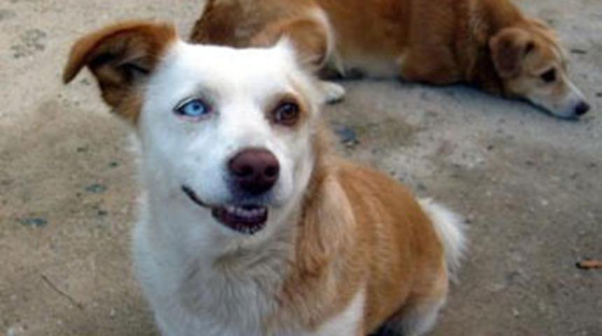 Van kedisi gibi k&ouml;pek