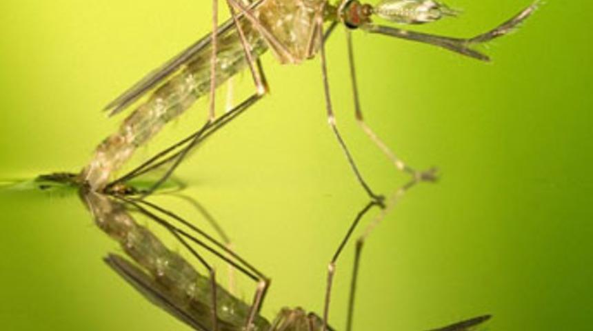 Kabusun doğuş anı