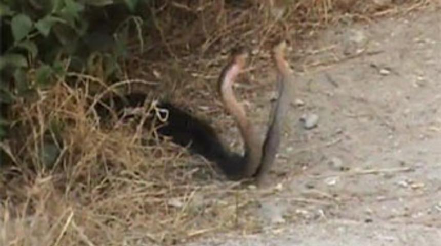 Bu da yılanların aşk oyunu