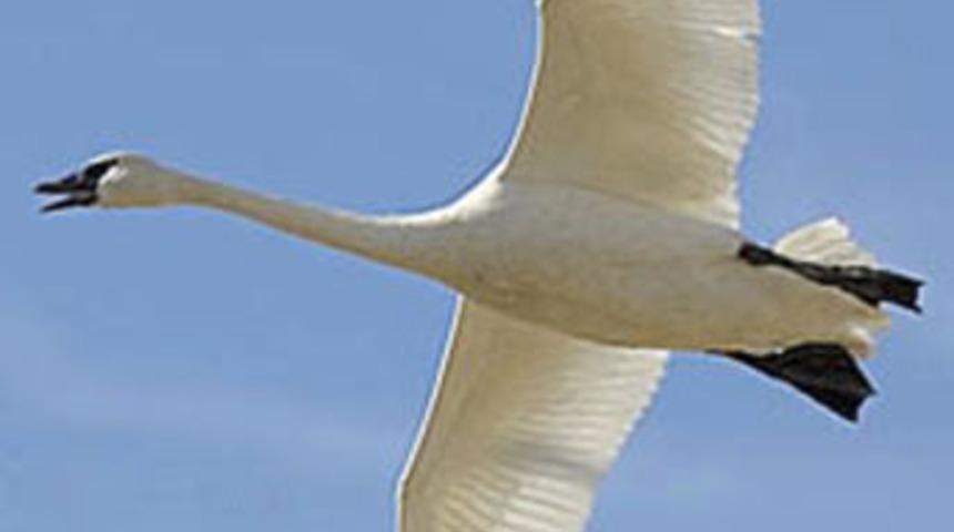 Dünya virüs tehlikesiyle karşı karşıya