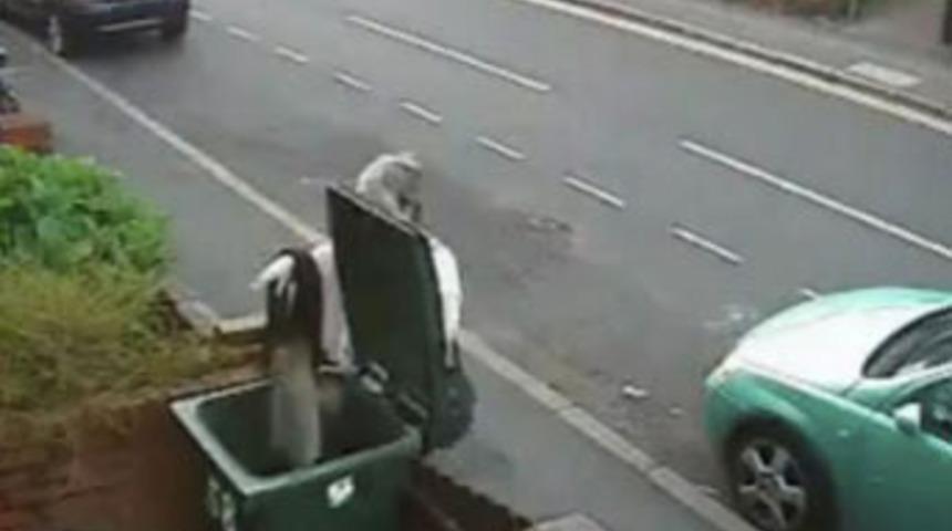 Hayvanseverleri &ccedil;ıldırtan g&ouml;r&uuml;nt&uuml;