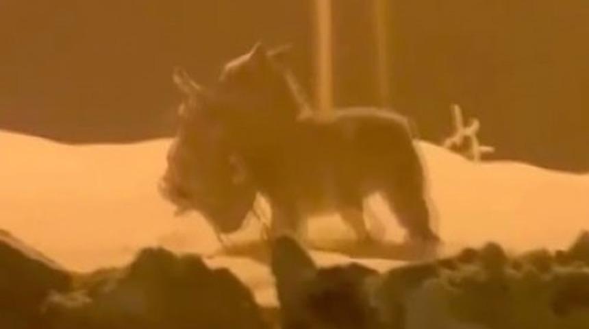 Aç kalan kurt, şehir merkezine inip köpeği parçaladı