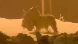 Aç kalan kurt, şehir merkezine inip köpeği parçaladı