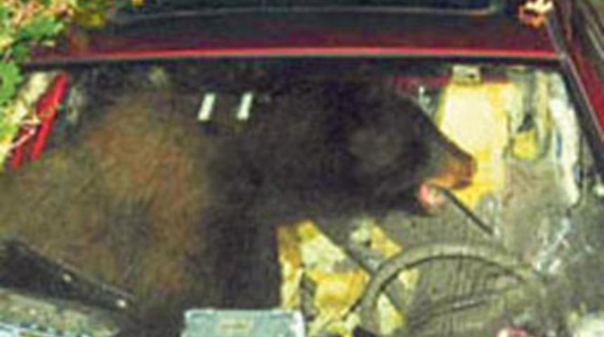 Vitesi boşa alan boz ayı kaza yaptı!