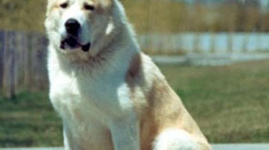 &Ccedil;oban k&ouml;peği, parampar&ccedil;a etti