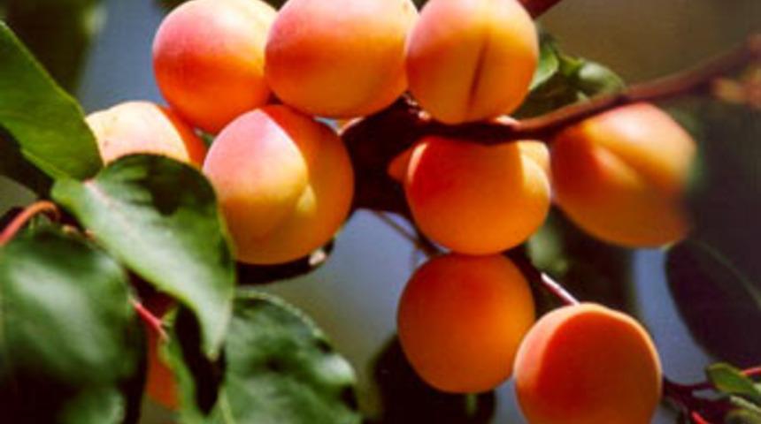 Ermenistan: "Kayısı Festivali bizim"