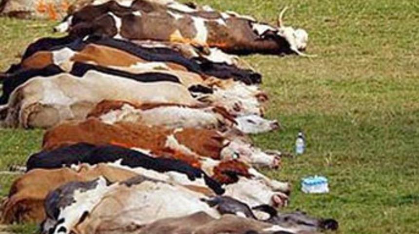 &Ouml;l&uuml; hayvanları diriltip yiyorlar