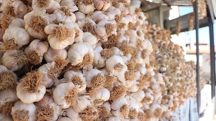 "YILLANMIŞ SARIMSAK EKSTRAKTI, VÜCUDA DİRENÇ KAZANDIRARAK HASTALIKLARA KARŞI KORUYOR"