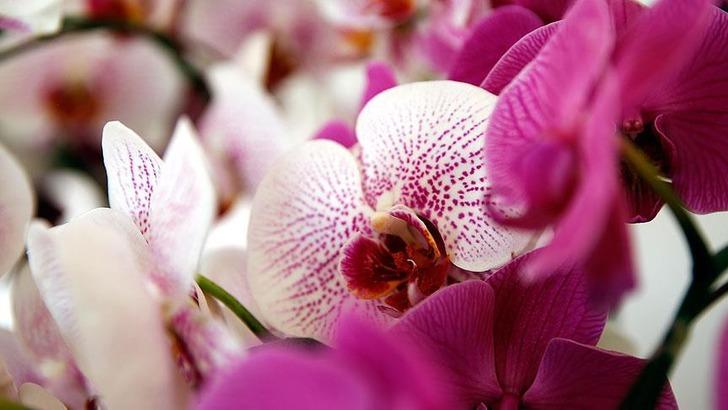 Kırışıklık, kabızlık, adet sancısı, saç dökülmesi... Konfüçyüs'ün 'çiçeklerin kralı' dediği bitki her derde deva G4