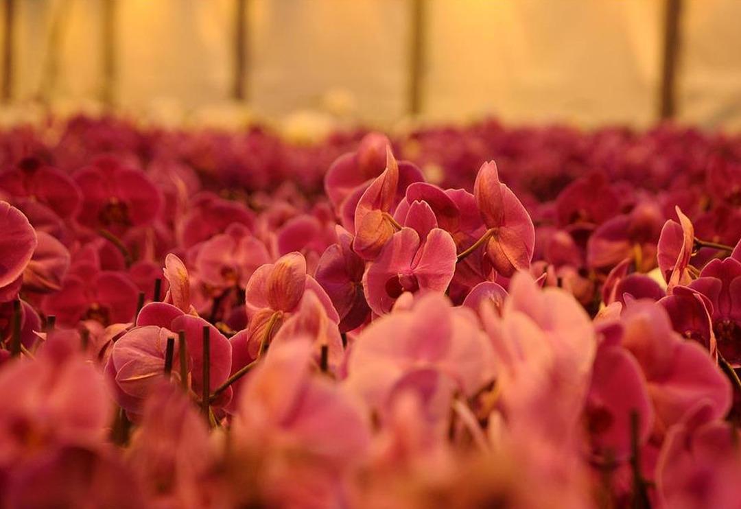 Kırışıklık, kabızlık, adet sancısı, sa&ccedil; d&ouml;k&uuml;lmesi... Konf&uuml;&ccedil;y&uuml;s'&uuml;n '&ccedil;i&ccedil;eklerin kralı' dediği bitki her derde deva