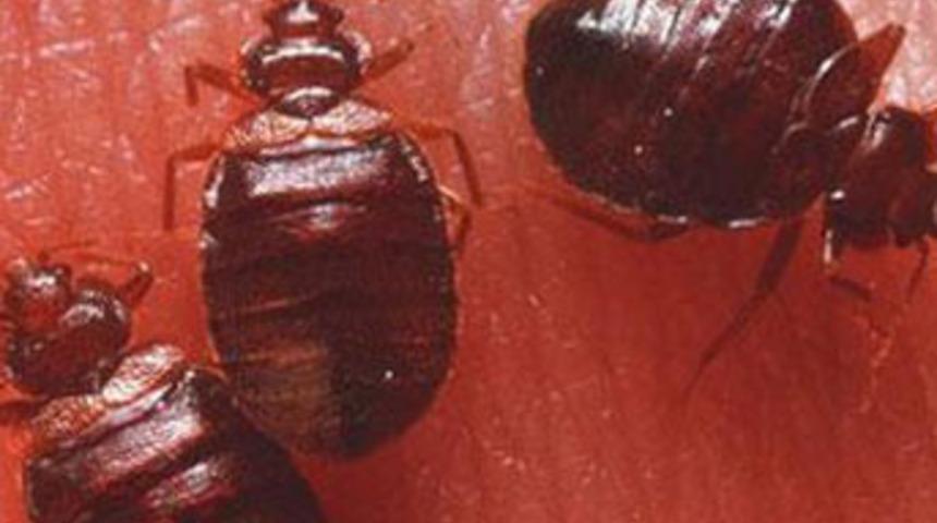 &Ccedil;ağın vampirleri