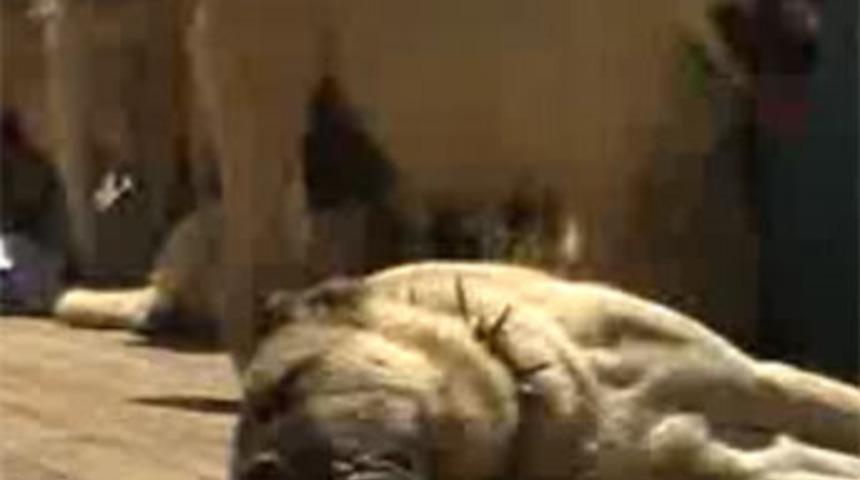 37 derecede skandal!