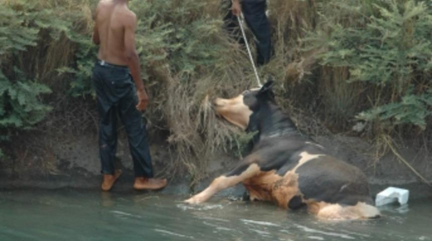 İnek kurtarma operasyon