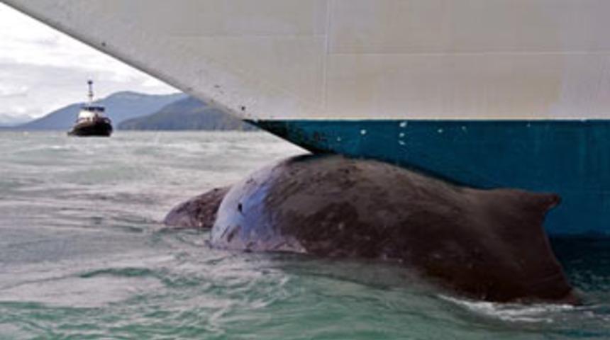 Dev balina gemiye takıldı