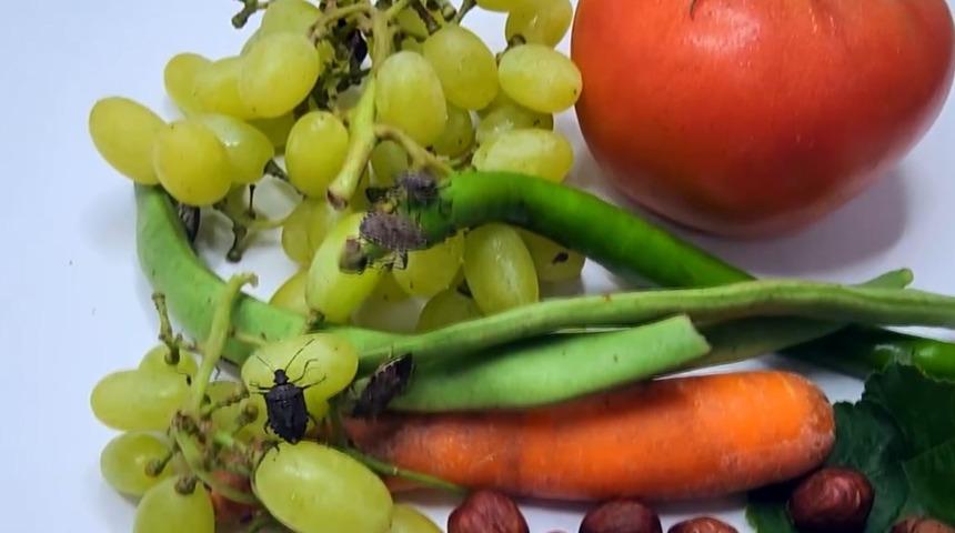 Gürcistan üzerinden Türkiye'ye girdi, hemen uyarı yayınlandı! İstilacı özelliğiyle biliniyor