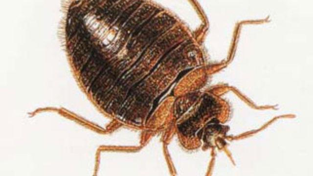 ABD'de tahta kurusu istilası