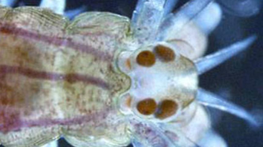 İnsan beynine çok benziyor!