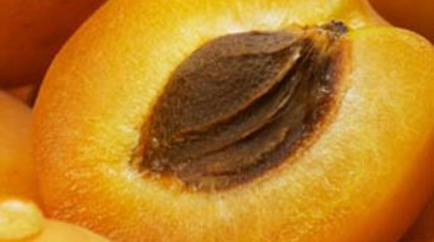 Kayısı &ccedil;ekirdeği hayatını kararttı