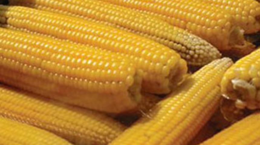 GDO'ya izin &ccedil;ıktı kabus d&ouml;nd&uuml;