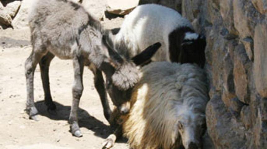 Minik sıpa kendini kuzu sanıyor