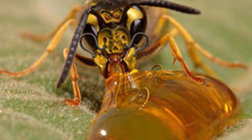 Bu bal &ouml;ld&uuml;r&uuml;yor!