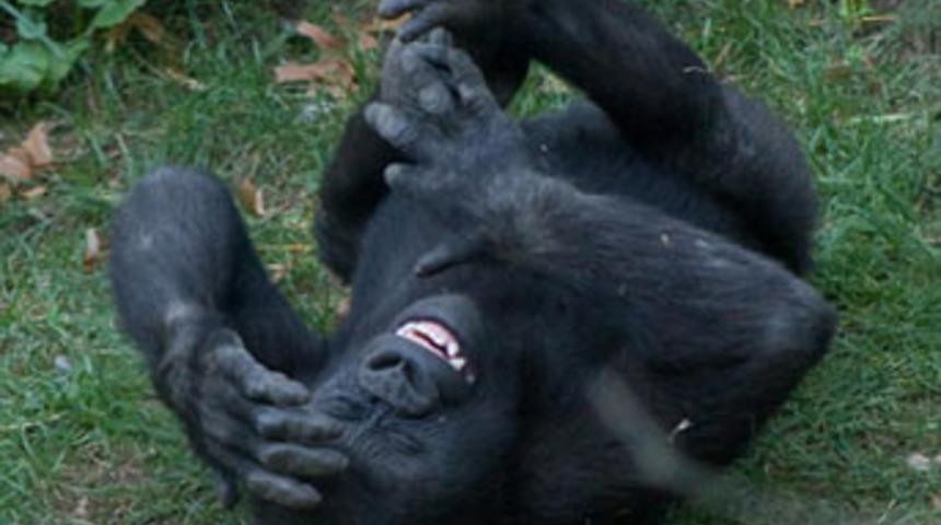 G&uuml;lme krizine girdi