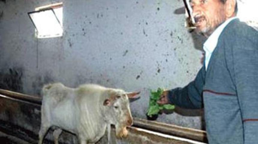 Kindar keçi sahibini katletti!