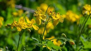 Yol kenarlarında ve boş arazilerde var: Ama kullanırken dikkat! Faydaları saymakla bitmiyor... Siğil ve egzamayı yok ediyor