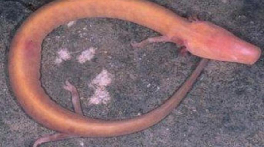 Bilim d&uuml;nyası onun sırrının peşinde