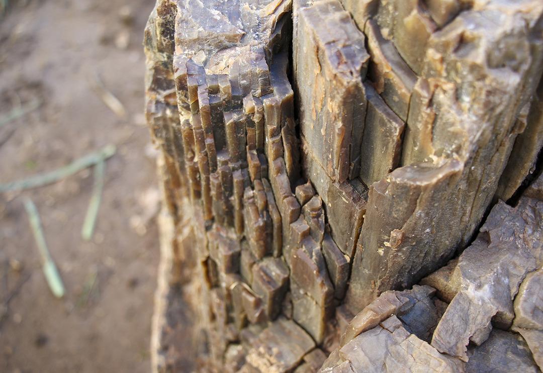 T&uuml;rkiye&rsquo;de de bulundu! B&ouml;ylesi &ccedil;ok nadir &ccedil;ıkıyor, t&uuml;r&uuml;n&uuml; bile hen&uuml;z tespit edemediler