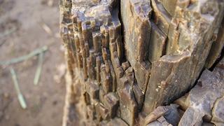 Türkiye’de de bulundu! Böylesi çok nadir çıkıyor, türünü bile henüz tespit edemediler