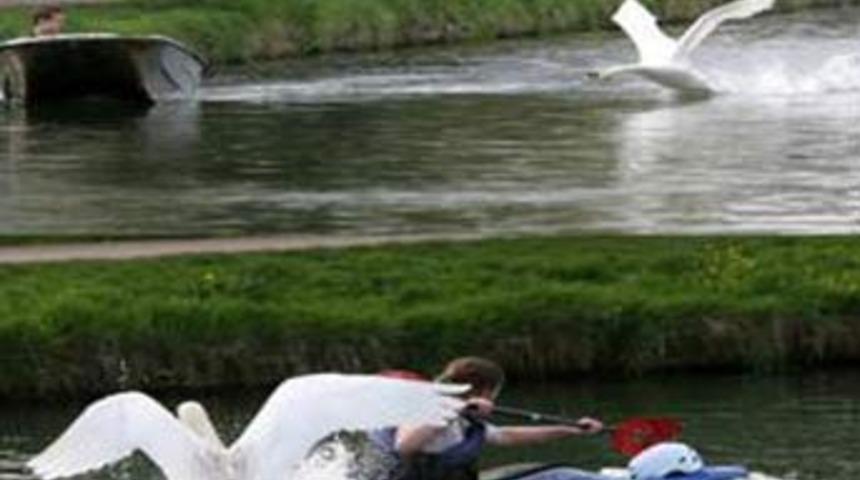 Pitbulldan bile tehlikeli...